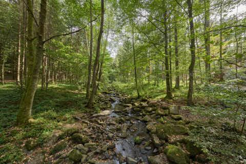 Gemeinde Waldkirchen Landkreis Freyung-Grafenau Saußbachklamm (Dirschl Johann) Deutschland FRG